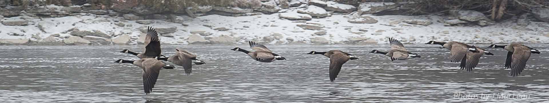 Working Together: Canada flying south for the Winter over a snowy shoreline.. Photo credit: John MacLean